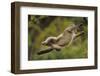 Yunnan Snub-Nosed Monkey (Rhinopithecus Bieti) Jumping from Tree to Tree-Staffan Widstrand-Framed Photographic Print