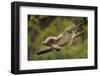 Yunnan Snub-Nosed Monkey (Rhinopithecus Bieti) Jumping from Tree to Tree-Staffan Widstrand-Framed Photographic Print