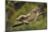 Yunnan Snub-Nosed Monkey (Rhinopithecus Bieti) Jumping from Tree to Tree-Staffan Widstrand-Mounted Photographic Print