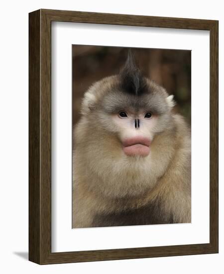 Yunnan Snub-Nosed Monkey,(Rhinopithecus Bieti) Portrait, Ta Chen Np, Yunnan Province, China-Staffan Widstrand-Framed Photographic Print