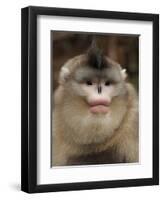 Yunnan Snub-Nosed Monkey,(Rhinopithecus Bieti) Portrait, Ta Chen Np, Yunnan Province, China-Staffan Widstrand-Framed Photographic Print