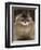 Yunnan Snub-Nosed Monkey,(Rhinopithecus Bieti) Portrait, Ta Chen Np, Yunnan Province, China-Staffan Widstrand-Framed Photographic Print