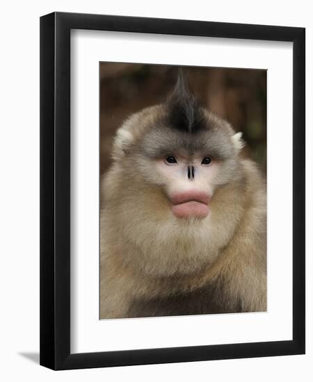 Yunnan Snub-Nosed Monkey,(Rhinopithecus Bieti) Portrait, Ta Chen Np, Yunnan Province, China-Staffan Widstrand-Framed Photographic Print