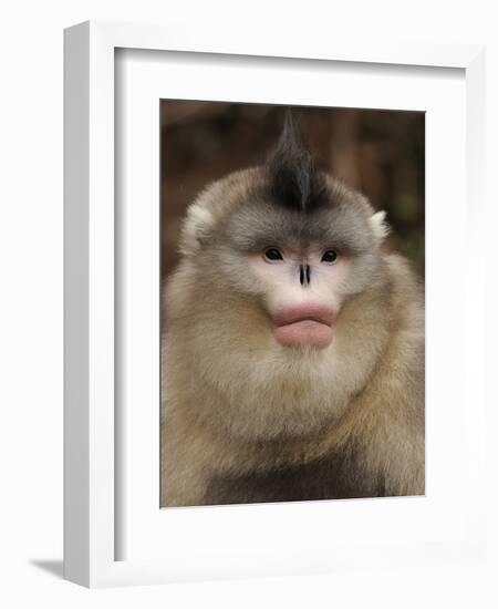 Yunnan Snub-Nosed Monkey,(Rhinopithecus Bieti) Portrait, Ta Chen Np, Yunnan Province, China-Staffan Widstrand-Framed Photographic Print