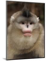 Yunnan Snub-Nosed Monkey,(Rhinopithecus Bieti) Portrait, Ta Chen Np, Yunnan Province, China-Staffan Widstrand-Mounted Photographic Print