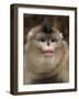 Yunnan Snub-Nosed Monkey,(Rhinopithecus Bieti) Portrait, Ta Chen Np, Yunnan Province, China-Staffan Widstrand-Framed Photographic Print