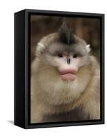 Yunnan Snub-Nosed Monkey,(Rhinopithecus Bieti) Portrait, Ta Chen Np, Yunnan Province, China-Staffan Widstrand-Framed Stretched Canvas