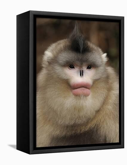 Yunnan Snub-Nosed Monkey,(Rhinopithecus Bieti) Portrait, Ta Chen Np, Yunnan Province, China-Staffan Widstrand-Framed Stretched Canvas