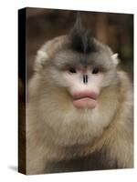 Yunnan Snub-Nosed Monkey,(Rhinopithecus Bieti) Portrait, Ta Chen Np, Yunnan Province, China-Staffan Widstrand-Stretched Canvas