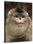 Yunnan Snub-Nosed Monkey,(Rhinopithecus Bieti) Portrait, Ta Chen Np, Yunnan Province, China-Staffan Widstrand-Stretched Canvas