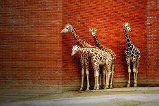 Giraffes-yuran-78-Photographic Print