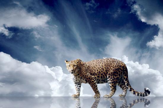 Photographic Print, , large