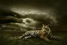 Tiger Looking And Sitting Under Dramatic Sky With Clouds-yuran-78-Photographic Print