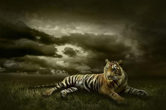 Photographic Print, , large