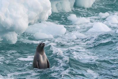 Antarctic Peninsula, Antarctica. Crabeater seal surfacing.