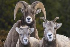 Canada, Alberta, Jasper. Bighorn sheep ram with juveniles.-Yuri Choufour-Photographic Print