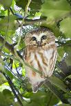 Canada, British Columbia, Reifel Migratory Bird Sanctuary. Northern saw-whet owl in holly bush.-Yuri Choufour-Photographic Print