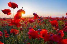 Early Morning Red Poppy Field Scene-Yuriy Kulik-Laminated Photographic Print