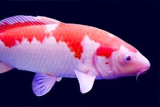 Big Colorful Koi Carp-yuyang-Stretched Canvas