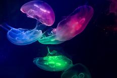 Coloured Jellyfish-yuyang-Photographic Print