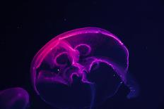 Coloured Jellyfish-yuyang-Mounted Photographic Print