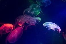 Coloured Jellyfish-yuyang-Mounted Photographic Print