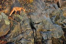 Fox on the Rocks-Yves Adams-Framed Photographic Print