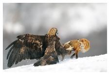 Golden Eagle and Red Fox-Yves Adams-Laminated Photographic Print