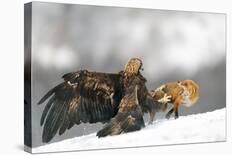 Golden Eagle and Red Fox-Yves Adams-Laminated Photographic Print