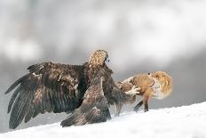 Golden Eagle And Red Fox-Yves Adams-Stretched Canvas
