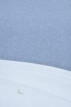 Snowy Arctic Fox in Svalbard-Yves Adams-Giclee Print