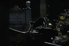 Cat, Alley Cat in Paris +++ Chat De Gouttière, Chat De Paris, Cimetière De Montmartre-Yves Lanceau-Photographic Print