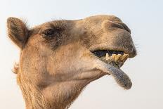 Dubai, UAE. Close-up of a camel.-Yvette Cardozo-Photographic Print