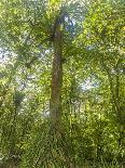 Kosrae, Micronesia. Ka tree covered with ferns in Yela, a protected ka forest.-Yvette Cardozo-Photographic Print