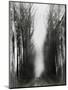 Wood Mount