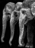 Nature's Great Masterpiece, an Elephant; the Only Harmless Great Thing...-Yvette Depaepe-Photographic Print