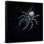 Canvas Black