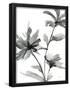 Essential Black