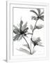 Gramercy White