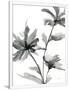 Gramercy White