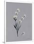 Gramercy White