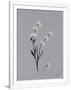Gramercy White