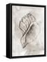 Framed Canvas
