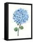 Framed Canvas