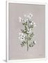 Gramercy White