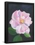Essential Black