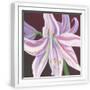 White Frame