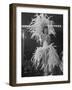 Yvonne Menard Standing on Glass Runway as Master of Ceremonies-Thomas D^ Mcavoy-Framed Photographic Print