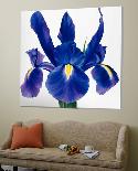 Orchid Symphony-Yvonne Poelstra-Holzaus-Loft Art