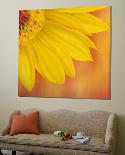 Sunflower II-Yvonne Poelstra-Holzaus-Loft Art